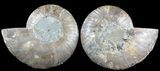 Cut & Polished Ammonite Fossil - Agatized #47720-1